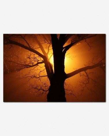 Árvore noturna - Petr Kratochvil