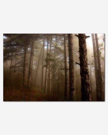 Árvores na neblina - Giovanni Neri