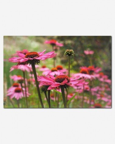 Flores silvestres - Andrea Stöckel