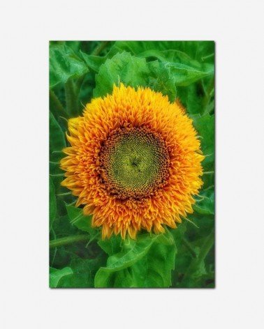 Flor no jardim - Andrea Stöckel