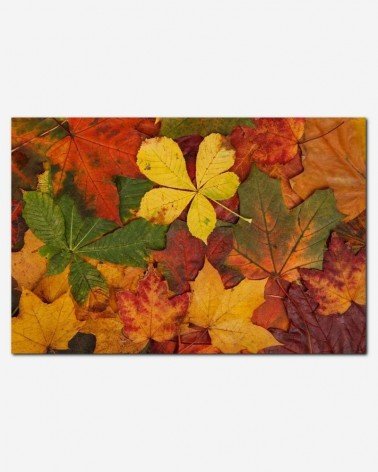 Folhas de outono coloridas - Vera Kratochvil