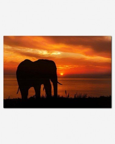 Elefante no pôr do sol - Karen Arnold
