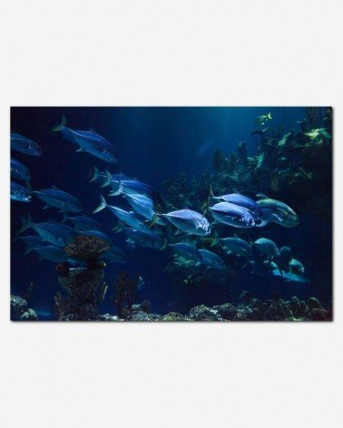 Peixe subaquático - Petr Kratochvil