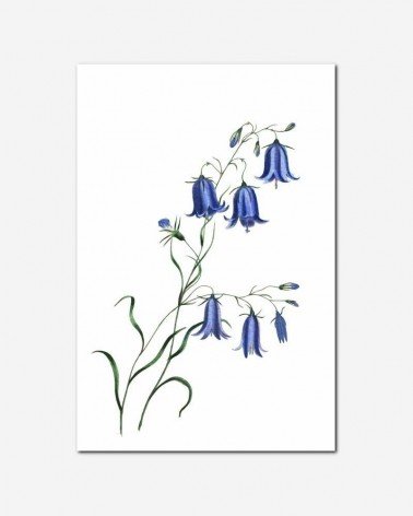 Campânulas azuis - Karen Arnold