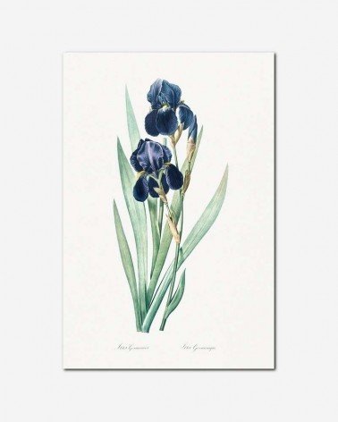 Íris azul - Pierre Redoute