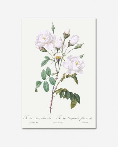 Rosa branca - Pierre Redoute