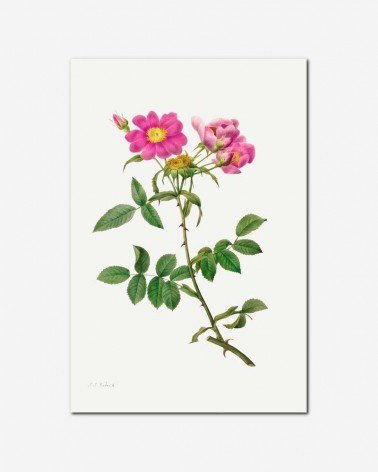 Rosa Collina - Pierre Redoute