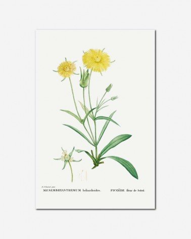 Flor de calêndula - Pierre Redoute