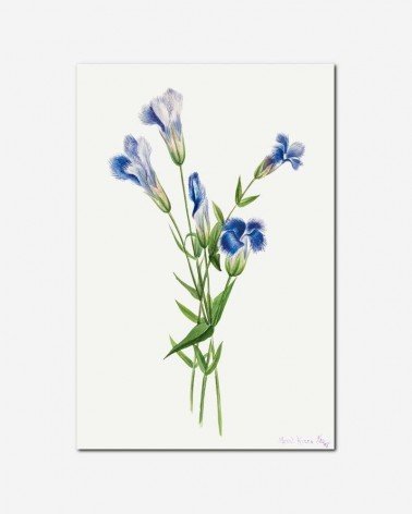 Azul floral - Mary Vaux Walcott