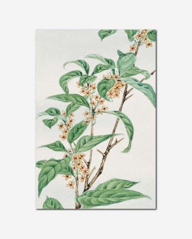 Chá verde - arte japonesa - Megata Morikaga