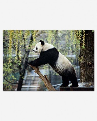 Panda Gigante - Jessie Cohen