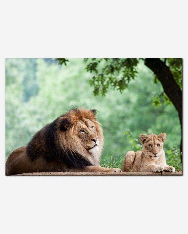 Leão na floresta - Mehgan Murphy