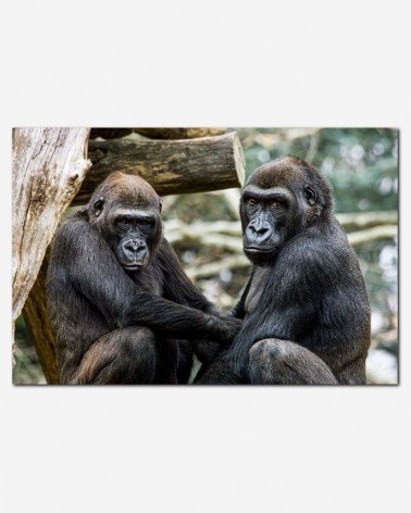 Gorilas no zoo - Mehgan Murphy