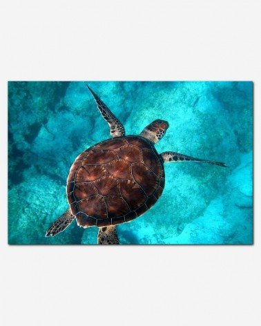 Tartaruga no oceano - Randall Ruiz