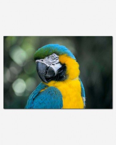 Papagaio - Lacie Slezak