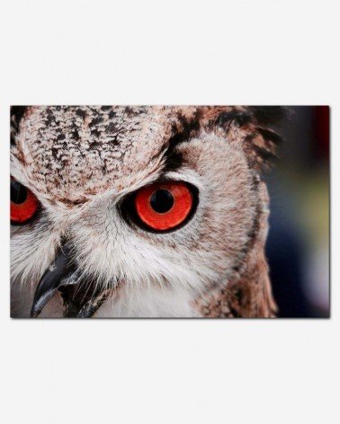 Olho de coruja - Massimo Mancini