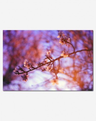 Pôr do sol floral - Benjamin Balázs