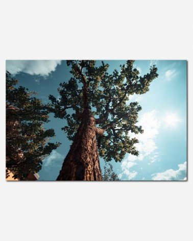 Árvore e céu - Apostol Voicu