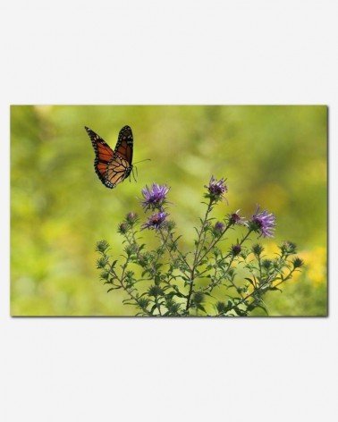 Borboleta na flor de cardo - Gary Bendig