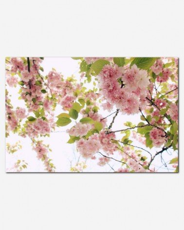 Flor de cerejeira - Farsai C.