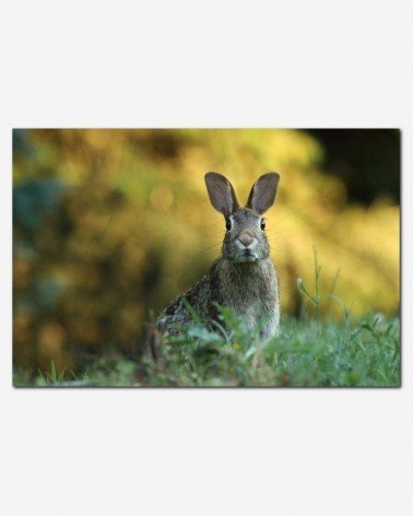 Lebre selvagem - Gary Bendig