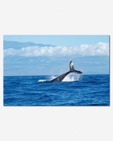 Calda de Baleia - Abigail Lynn