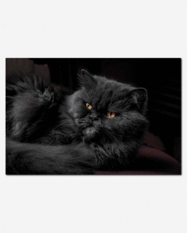 O gato - Stefan Ivanov