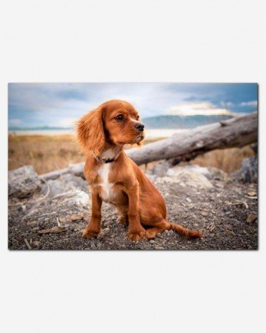 Cachorro na natureza - Andrew Branch