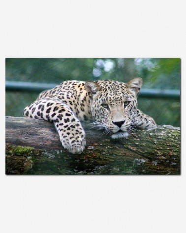 Leopardo no zoo - Gwen Weustink