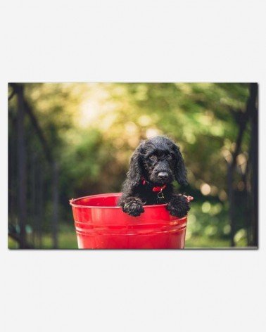 Parque de cachorros - Andrew Branch