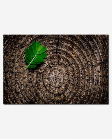 Toco de madeira - Joey Kyber