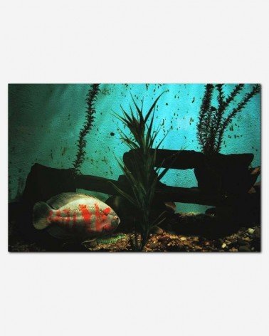 Peixe ornamental - Brenda Helen