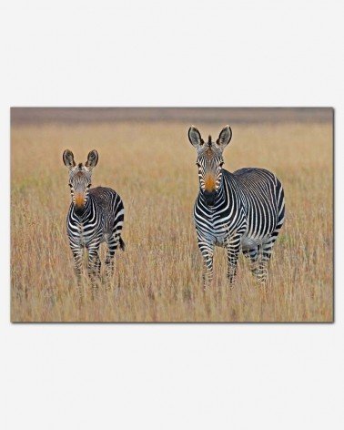 Zebras na savana africana - George Brits