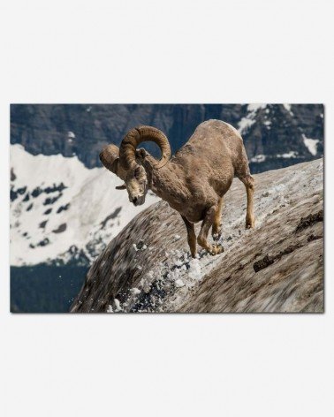 Bode da montanha - Tim Rains