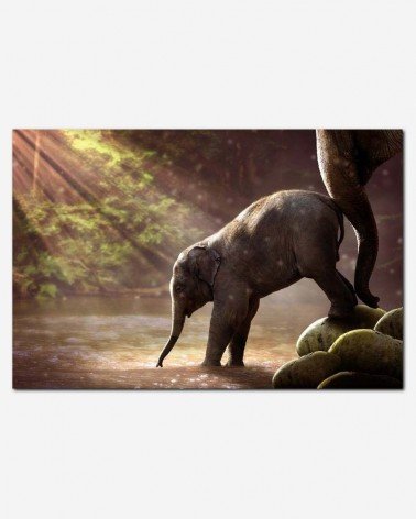 Banho do filhote elefante - Jonny Lindner