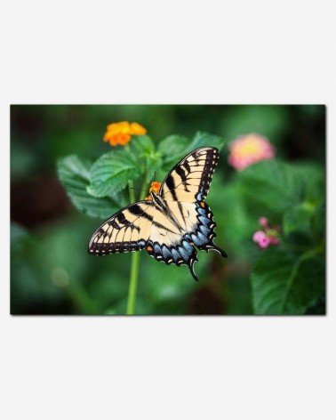 Borboleta magnífica - Smarko