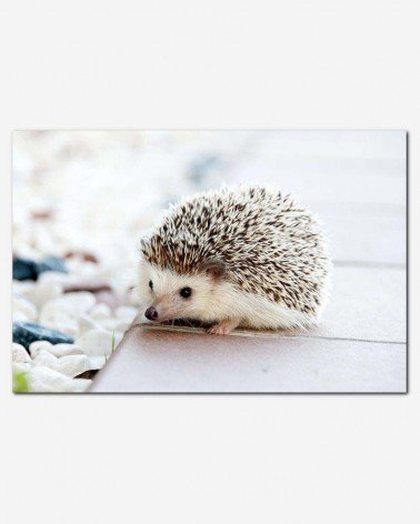 Ouriço doméstico - Amaya Eguizábal