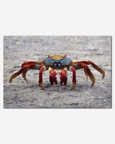 Caranguejo azul - Nosferattus