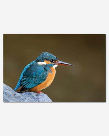 Martim pescador - Kaoru Tanizaki