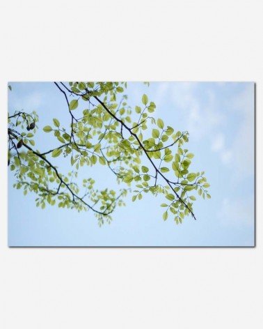 Folhas nos galhos - Ravi Roshan