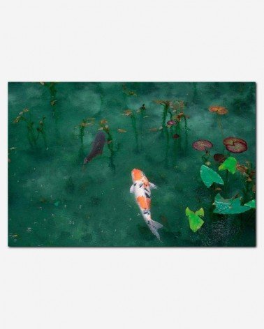 Peixe Koi - Sora Sagano