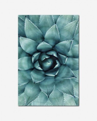 Succulent center crop - Erol Ahmed