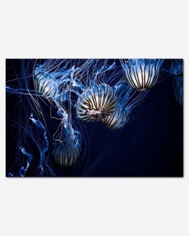 Águas vivas - Daniel Codina