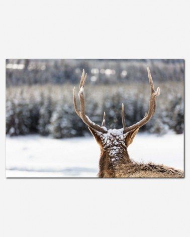 Alce no inverno - Jacob W. Frank