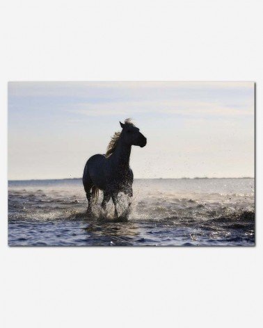 Cavalo na praia