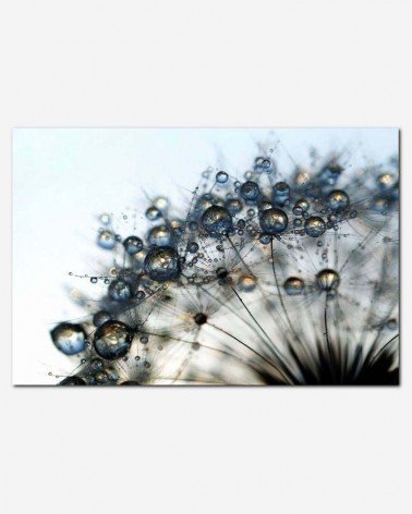 Dente de leão silvestre - Andrea Stöckel