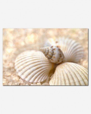 Concha e caracol - Andrea Stöckel