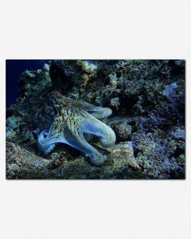 Polvo - Jean Beaufort