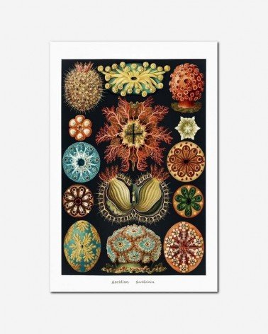 Decoração viva no oceano - Andrea Stöckel