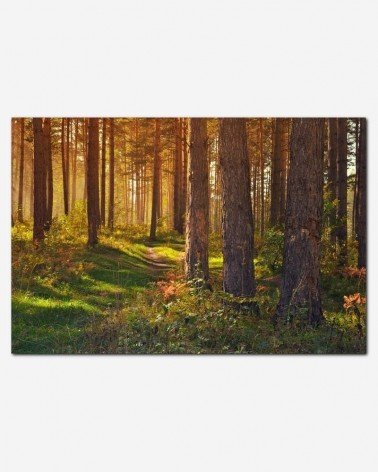 Setembro na floresta - Larisa Koshkina